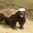 The HoneyBadger