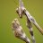 PrayMantis